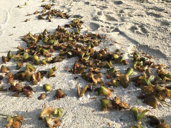 thumbnail image - Una investigación con participación de la ICTS SOCIB logra avanzar en la comprensión de la posidonia para su conservación y restauración
