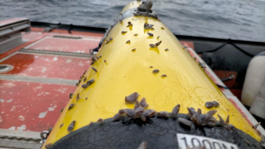 thumbnail image - Les observacions de planadors submarins brinden nous coneixements sobre els percebes al Mediterrani occidental
