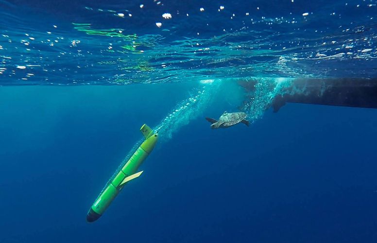thumbnail image - La Fundación BBVA ha concedido una de sus ayudas al proyecto “Tortugas Oceanógrafas: Plataformas de observación para la conservación y gestión dinámica del océano”