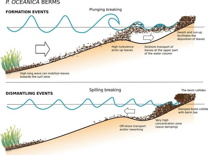 main image - SOCIB publishes a new study on the formation and dismantling processes of Posidonia oceanica berms and their relationship with wave propagation